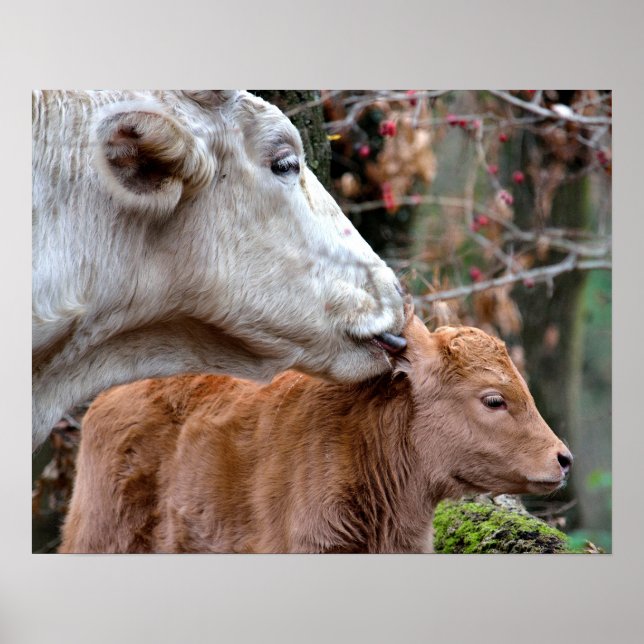 Maremmana Kuh Licking Kalb Ohr Poster (Vorne)
