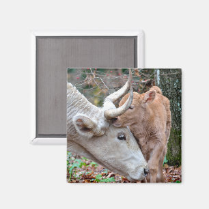 Maremmana Kuh schnuppert ihr Kalb Magnet