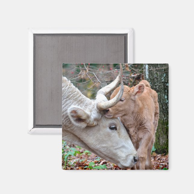 Maremmana Kuh schnuppert ihr Kalb Magnet (Vorderseite/Rückseite)