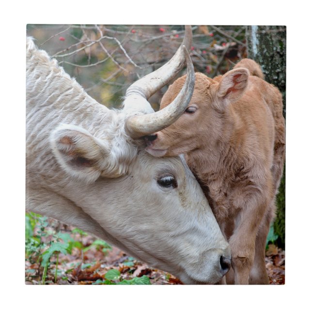 Maremmana Kuh und Kalb Fliese (Vorderseite)