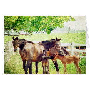Mares und Foals