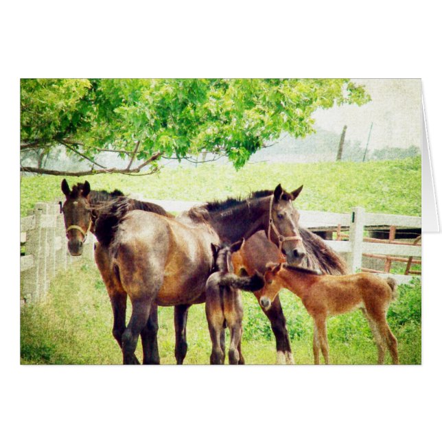 Mares und Foals (Vorderseite (Horizontal))