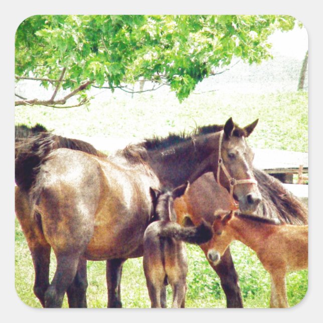Mares und Foals Quadratischer Aufkleber (Vorderseite)