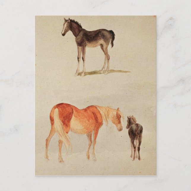 Mares und Fohlen Postkarte (Vorderseite)