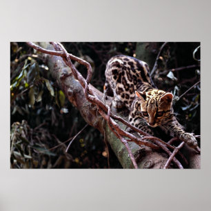 Margay (Felis wiedi) in Baum Poster