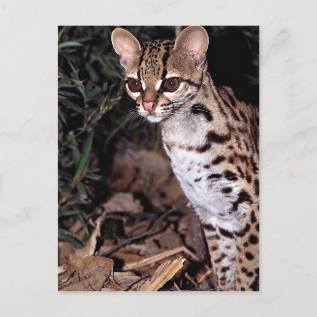 Margay (Felis wiedi) Postkarte (Vorderseite)