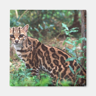Margay, Leopardus wiedi, Heimat ist Mexiko bis Magnet