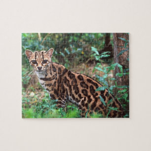 Margay, Leopardus wiedi, Heimat Mexiko bis