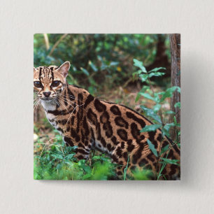 Margay, Leopardus wiedi, Heimat Mexiko bis Button