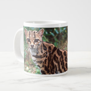 Margay, Leopardus wiedi, Heimat Mexiko bis Jumbo-Tasse