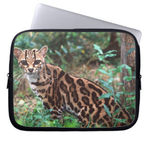 Margay, Leopardus wiedi, Heimat Mexiko bis Laptopschutzhülle