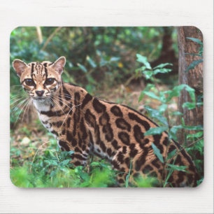Margay, Leopardus wiedi, Heimat Mexiko bis Mousepad