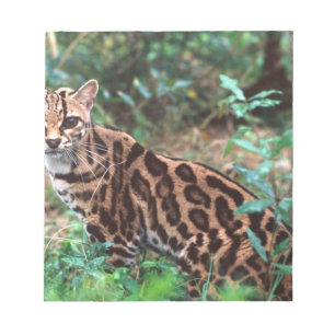 Margay, Leopardus wiedi, Heimat Mexiko bis Notizblock