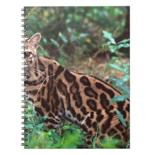 Margay, Leopardus wiedi, Heimat Mexiko bis Notizblock