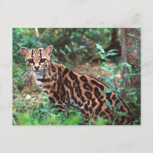 Margay, Leopardus wiedi, Heimat Mexiko bis Postkarte