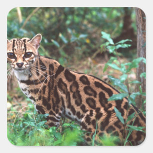 Margay, Leopardus wiedi, Heimat Mexiko bis Quadratischer Aufkleber