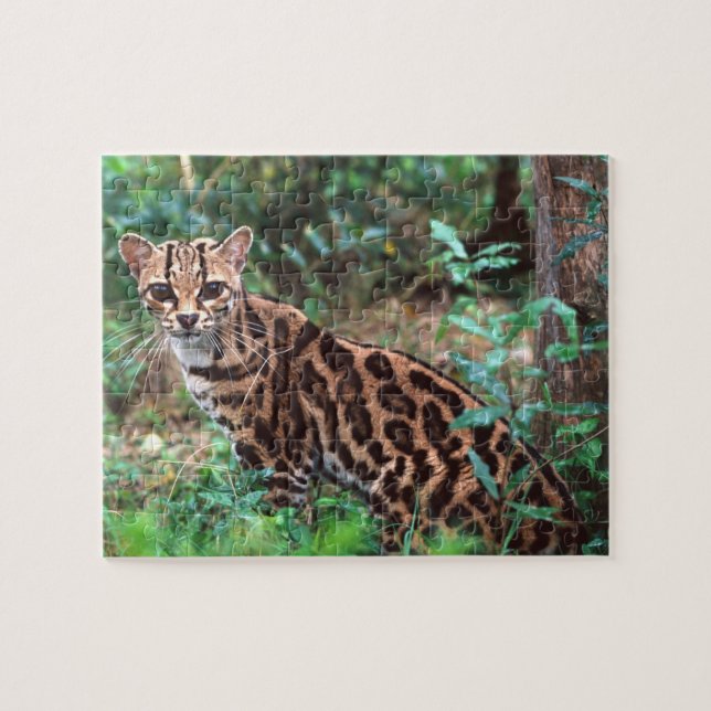 Margay, Leopardus wiedi, Ureinwohner von Mexiko na (Horizontal)
