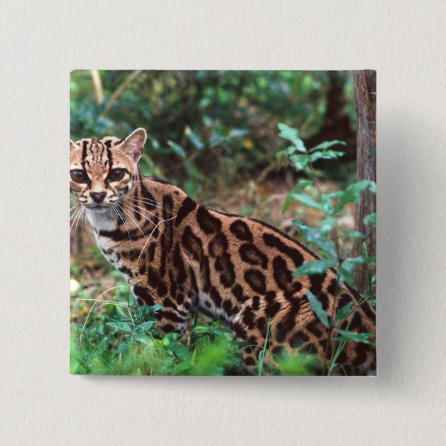 Margay, Leopardus wiedi, Ureinwohner von Mexiko na Button (Vorderseite)