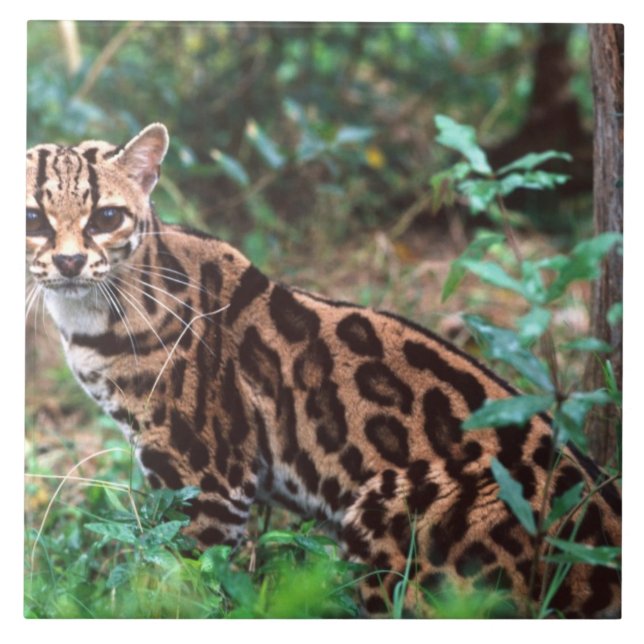 Margay, Leopardus wiedi, Ureinwohner von Mexiko na Fliese (Vorderseite)