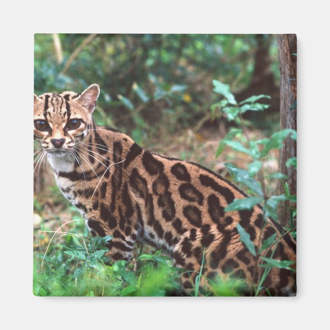 Margay, Leopardus wiedi, Ureinwohner von Mexiko na Magnet (Vorne)