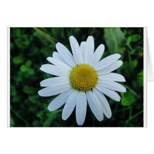 Margerite blanche