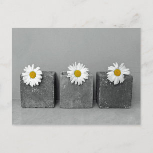 Margeriten Postkarte