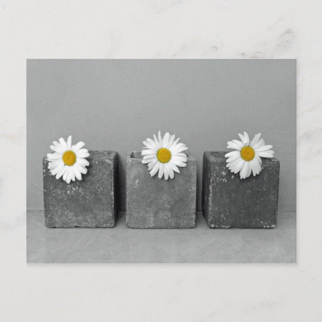 Margeriten Postkarte (Vorderseite)