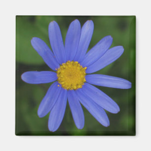 Margherite blaues Gänseblümchen-Magnet Magnet