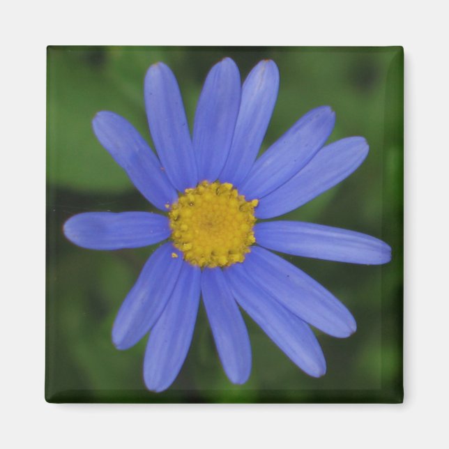 Margherite Blue Daisy Magnet (Vorne)