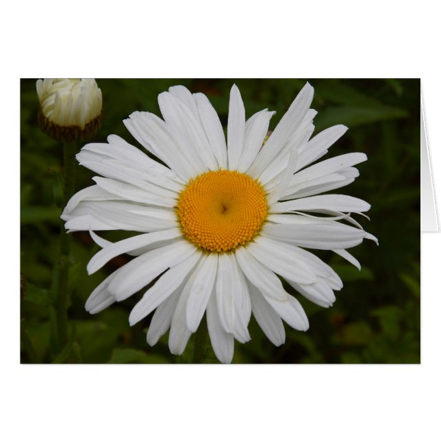 Marguerite (Devant Horizontal)