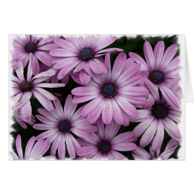 Marguerite (Devant horizontal)