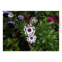 Marguerite africaine blanche