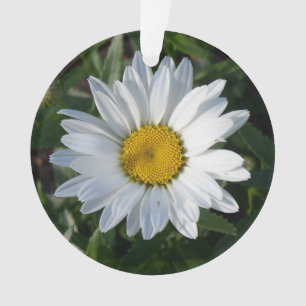 Marguerite blanche