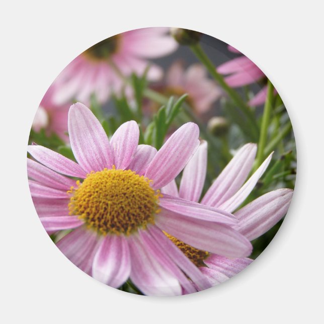 Marguerite Daisies Magnet (Vorne)