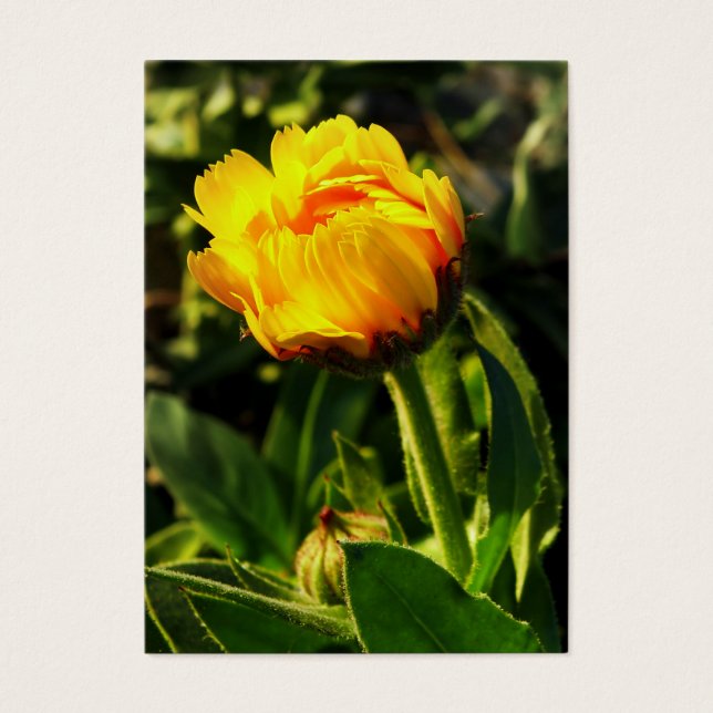 marguerite jaune (Devant)