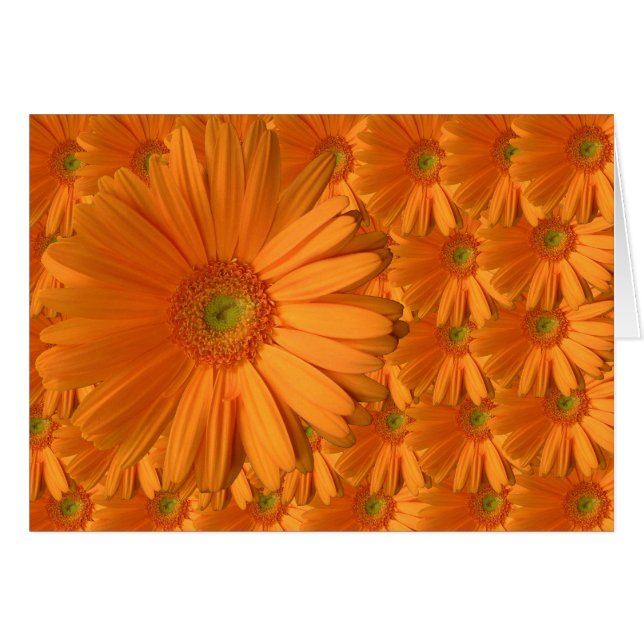Marguerite orange de Gerber (Devant horizontal)