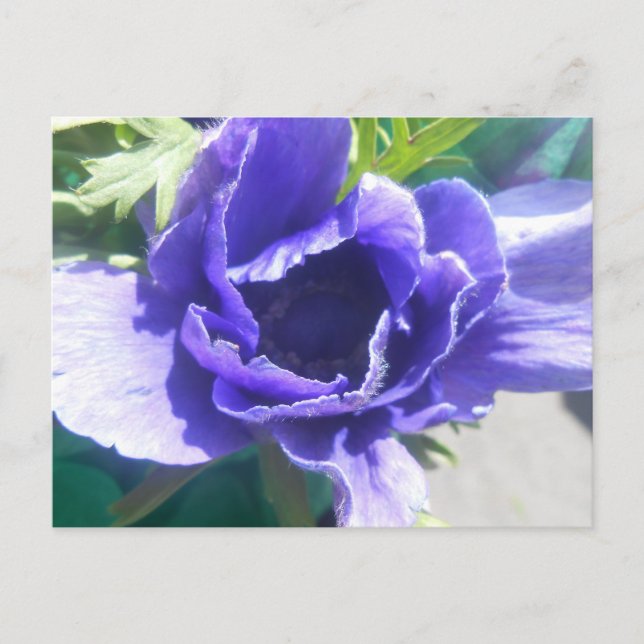 Marguerite Postkarte (Vorderseite)