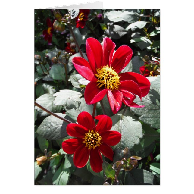 marguerite rose chaud rouge / marguerites fleurs (Devant)