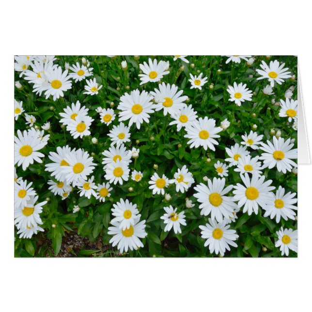 Marguerites (Devant Horizontal)