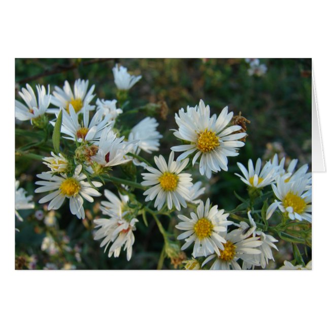 Marguerites (Devant horizontal)