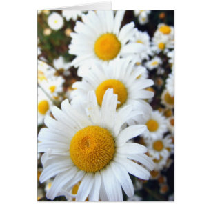 Marguerites