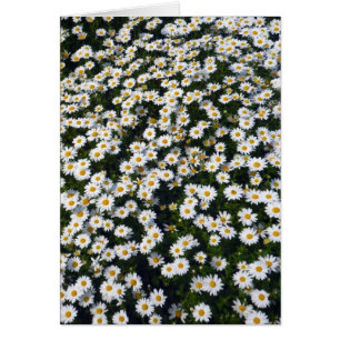 marguerites blanches