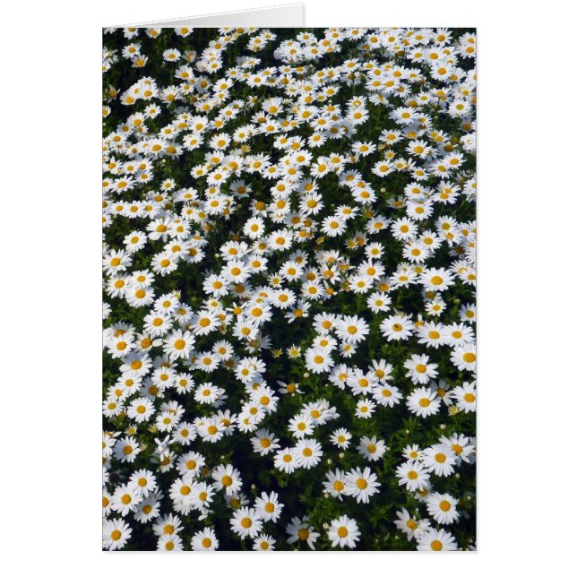 marguerites blanches (Devant)