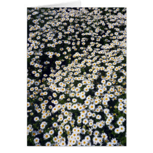 marguerites blanches