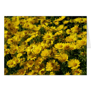 Marguerites de couronne/chrysanthème Coronarium