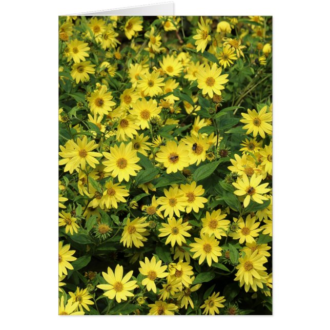 Marguerites jaunes (Devant)