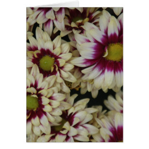 Marguerites multi de couleur