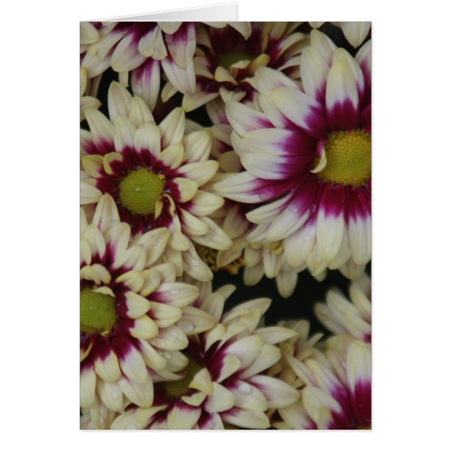 Marguerites multi de couleur (Devant)
