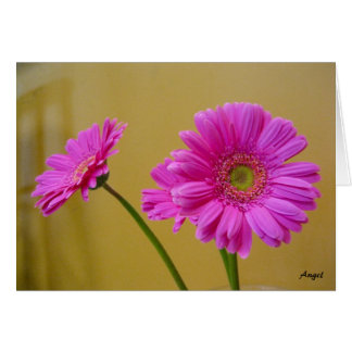 Marguerites roses