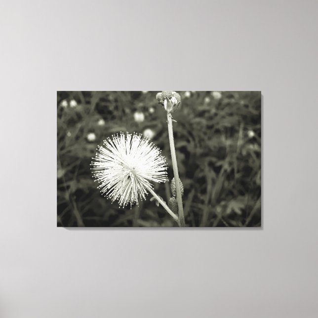 Maria-fecha-a-porta - p&b leinwanddruck (Vorderseite)